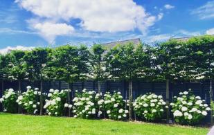 Pleached Hornbeam trees, under planted with white Hydrangeas offering great screening