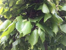 Pleached Tilia cordata tree with a neatly shaped canopy and lush green leaves