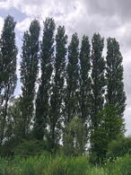 Poplar Alba trees make an effective narrow wind break. Buy Poplar trees online UK delivery