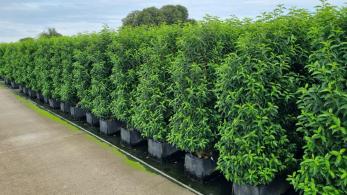 Portuguese Laurel Hedging Screens, evergreen privacy screening, buy online UK delivery