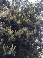 Prunus lusitanica full standard tree with a dense canopy of glossy green leaves