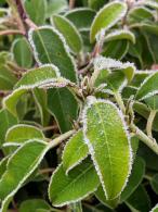 Portuguese Laurel Hedging plants at our London garden centre.