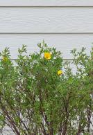 Potentilla Fruticose Goldfinger, yellow flowering deciduous shrub for sale online with UK delivery