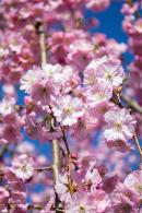 Graceful ornamental tree that boasts soft pink blossoms in spring. Its elegant shape and delicate flowers make it a perfect choice for any garden, offering seasonal beauty and charm.