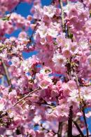 Graceful ornamental tree that boasts soft pink blossoms in spring. Its elegant shape and delicate flowers make it a perfect choice for any garden, offering seasonal beauty and charm.