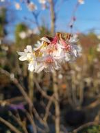 Prunus Accolade cherry tree with pink flowers