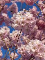 Prunus Accolade cherry tree with pink flowers