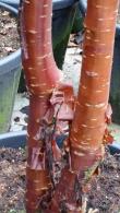 Prunus Serrula Multistem, Ornamental Trees, Paramount Plants and Gardens - for sale online with nationwide delivery UK