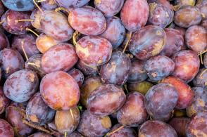 Prunus Domestica Valor Plum Tree, a good late season dual purpose plum with good flavour and reliable crop. 