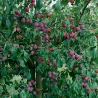 Victoria Plum trees reliably fruit - delicious plum harvest for UK gardens