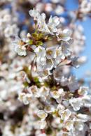 Also known as the Japanese Cherry, is a compact tree with delicate, pale pink flowers in early spring. Its zig-zag branches and striking foliage make it an eye-catching feature in smaller gardens or containers.