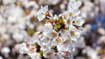 Also known as the Japanese Cherry, is a compact tree with delicate, pale pink flowers in early spring. Its zig-zag branches and striking foliage make it an eye-catching feature in smaller gardens or containers.