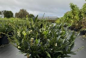 Prunus Laurocerasus Otto Luyken. Cherry Laurel Otto Luyken plants for sale online with UK delivery.