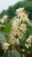 Prunus Lusitanica Angustifolia is a narrow, upright variety of Portuguese laurel, ideal for creating a tall, dense hedge with glossy green leaves and clusters of white flowers in spring.