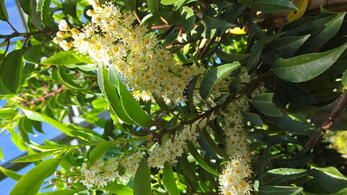Prunus lusitanica Portugal Laurel tree with slender white flower clusters