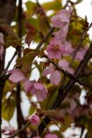 Prunus sargentii Rancho cherry tree with pink flowers