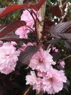 Prunus Serrulata Royal Burgundy flowering cherry, dark red foliage and double pink flowers