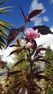 Prunus Serrulata Royal Burgundy flowering cherry, dark red foliage and double pink flowers