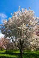 Prunus serrulata Sunset Boulevard Japanese Cherry tree with pink flowers