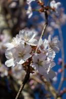 Prunus Pandora is a stunning flowering cherry tree known for its vibrant pink blossoms that appear in spring. Its graceful form and beautiful flowers make it a standout in any garden.