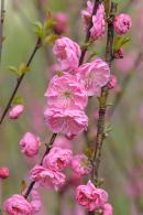 Prunus Triloba Rosenmund Cherry Almond blossom, buy Prunus Triloba trees online UK