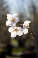 Prunus Yedoensis Yoshino Cherry is a stunning deciduous tree that boasts delicate pink flowers in early spring, creating a striking display. Its graceful form and seasonal beauty make it ideal for parks and gardens.