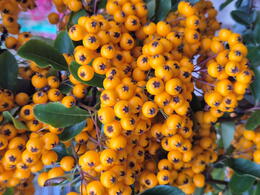 This robust, thorny shrub is perfect for hedging, borders, or attracting birds with its vibrant, long-lasting berries