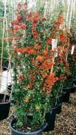 Pyracantha Saphyr Orange. Buy Online London UK.