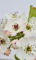 Pyrus Calleryana Chanticleer Multi-stem Tree is a hardy ornamental tree with a beautiful multistem structure. Offering clusters of white flowers in spring and fiery red foliage in autumn.