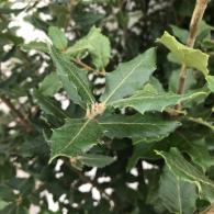 Quercus Ilex Full Standard, Holm Oak as a standard tree, London specialists in Mediterranean plants, UK 