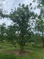 Quercus Robur, Quercus Pedunculata, English Oak trees for sale as bare root trees at our London garden nursery.