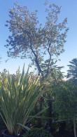 Quercus Suber or Cork Oak trees at our London Nursery, UK. We specialise in Mediterranean plants for the UK climate - large selection for sale online with UK delivery.