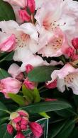 Rhododendron Virginia Richards for sale online UK delivery