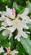 Flower detail of Rhododendron Cunninghams White, for sale online with UK delivery