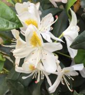 Flower detail of Rhododendron Cunninghams White, for sale online with UK delivery