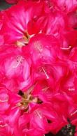 Rhododendron Halfdan Lem - red flowering beauty, for sale UK