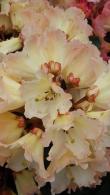 Rhododendron Horizon Monarch, beautiful Rhododendron hybrid with pale yellow flowers buy online UK