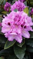 Rhododendron Kabarett, mauve flowering and for sale online at our London plant centre, UK