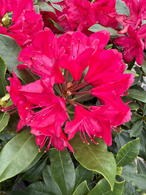 Rhododendron Nova Zembla evergreen shrub with bright red trumpet-shaped flowers