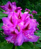 Rhododendron Azzuro Purple Flowering Evergreen Shrub flowering in early summer. Buy online UK