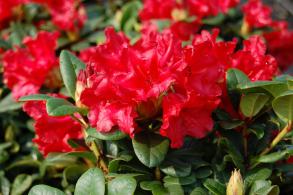 A compact evergreen shrub with vibrant scarlet blooms and lush green foliage perfect for brightening any garden.