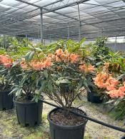 Rhododendron Tortoise Shell Orange is an evergreen shrub known for its bold orange flowers in spring and year round green foliage. Perfect for adding color to shaded garden areas.