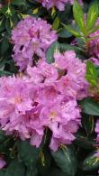 Rhododendron Variegated, Shrubs, Paramount Plants and Gardens - for sale UK