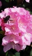 Rhododendron Morning Cloud Yakusimanum, for sale at our London plant centre, UK