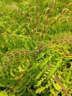 Rhus Tiger Eyes deciduous shrub with bright yellow leaves and red stems