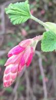 Ribes Sanguineum. Red Flowering Currant for Sale Online at our London garden centre with UK delivery.