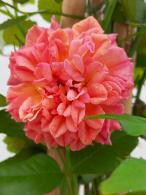 Rosa Aloha Kordes Climbing Rose, beautifully scented flowers, vigorous climber, buy online with UK delivery