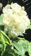 Rosa Banksiae Alba Climbing Rose, white double blooms, for sale online UK nationwide delivery.