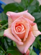 Rosa Barock climbing rose with apricot-colored flowers