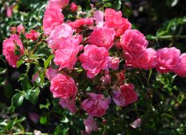 Rosa Heidetraum Plus Pink Flowering, pretty climbing rose, to buy online UK